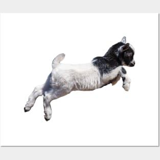 Jumping Baby Goat Posters and Art